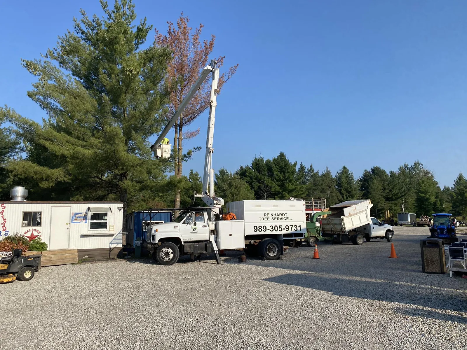 Tree removal: dead pine at a commercial lot