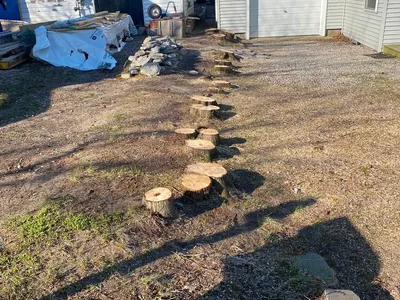 A row of cut stumps left standing after a line of trees came down, the kind we grind out below grade