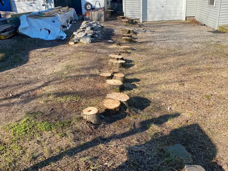 A row of cut stumps left standing after a line of trees came down, the kind we grind out below grade