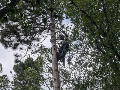 A climber roped in near the top of a tall pine, clearing deadwood