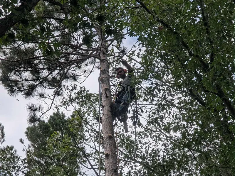A climber roped in near the top of a tall pine, clearing deadwood